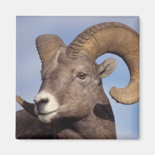 big horn sheep, mountain sheep, Ovis canadensis, Magnet