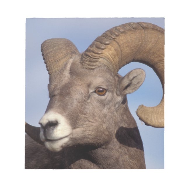 big horn sheep, mountain sheep, Ovis canadensis, Notepad (Front)