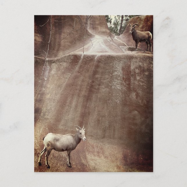 Big Horn Sheep Postcard (Front)