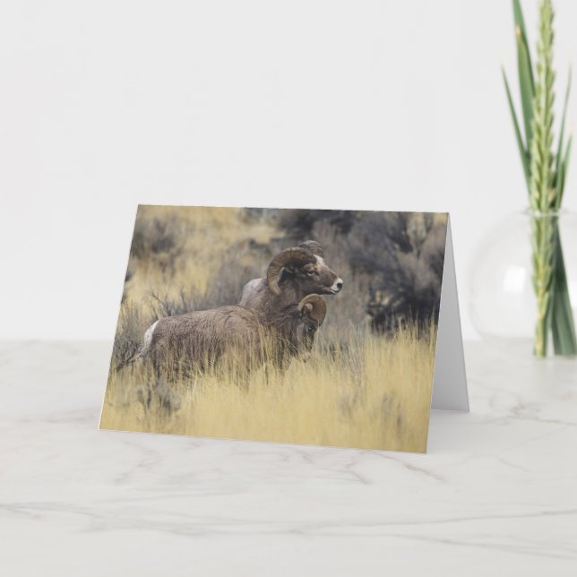 Big Horn Sheep, Wyoming Holiday Card (Front)