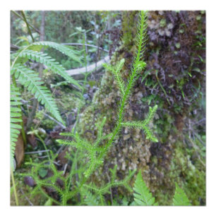 BIG ISLAND HAWAII FERNS POSTER