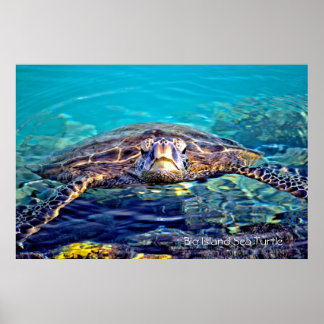 Big Island Sea Turtle Poster