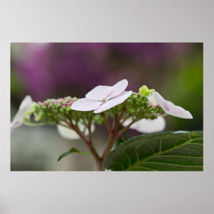 Big Leaf Hydrangea Poster