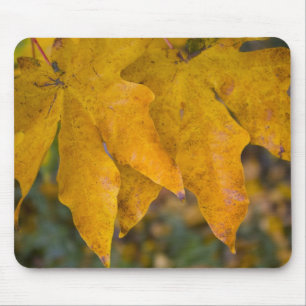 Big Leaf Maple Mousepad