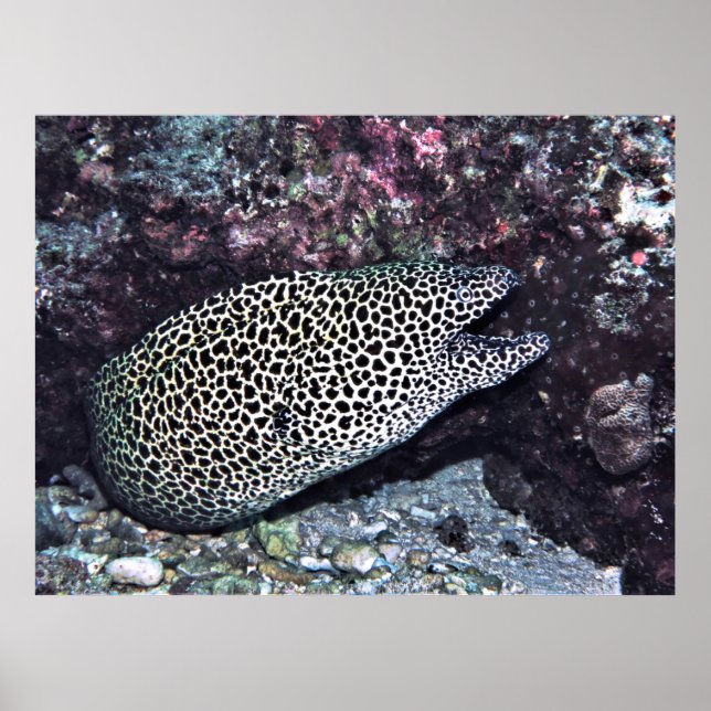 Big Leopard Moray Poster (Front)