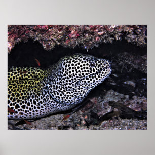Big Leopard Moray Poster