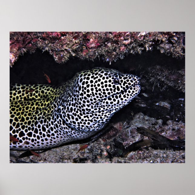 Big Leopard Moray Poster (Front)