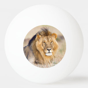 Big majestic african lion wild animal photo ping pong ball