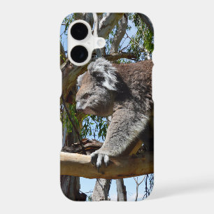 Big Male Australian Koala Bear,