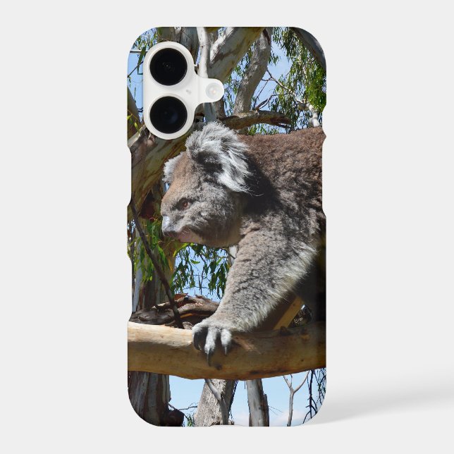 Big Male Australian Koala Bear, (Back)