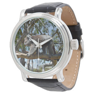 Big Male Australian Koala Bear, Watch