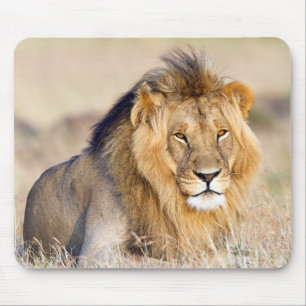 Big male lion in Africa photo Mouse Pad