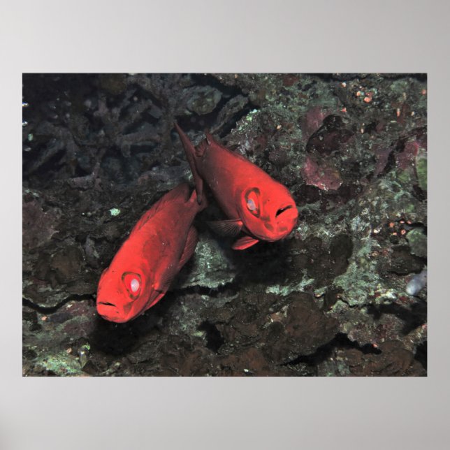 Big 'Ol Pair of Bigeyes Poster (Front)