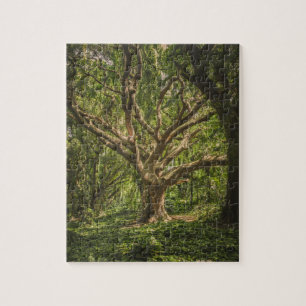 Big Old Ancient Tree in the Forest Jigsaw Puzzle