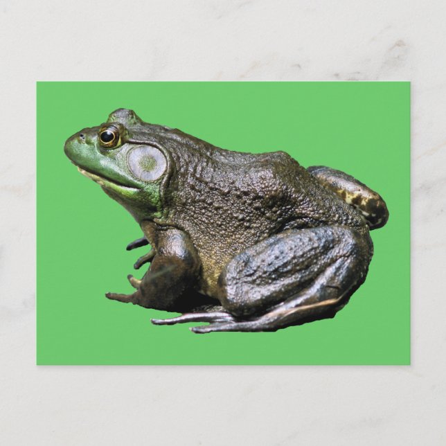 Big Old Bullfrog Animal Postcard (Front)
