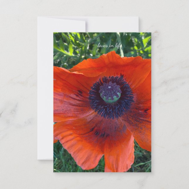 Big Orange Oriental Poppy Card (Front)