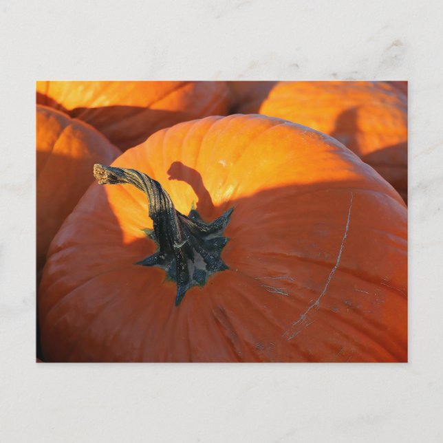 Big Orange Pumpkin  Postcard (Front)