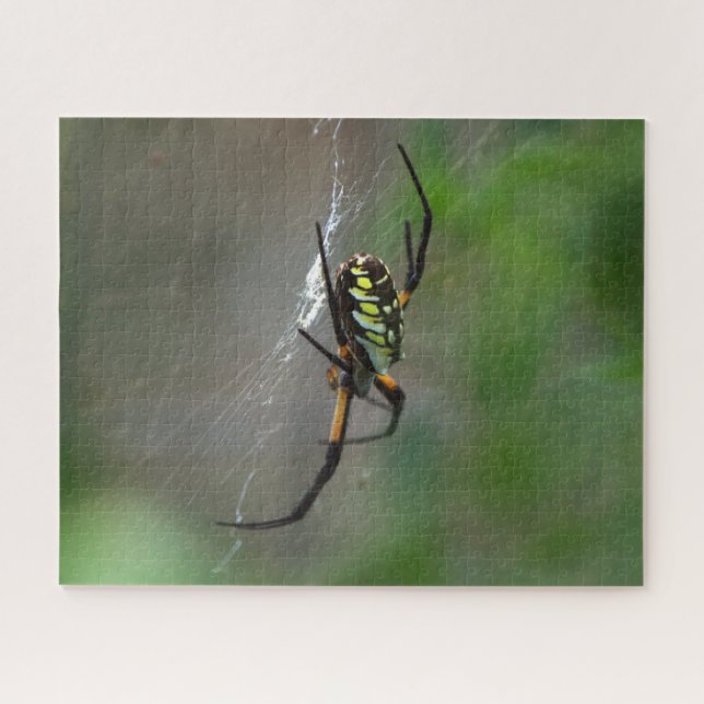 Big Orb Weaver Spider on Web Nature Puzzle (Horizontal)