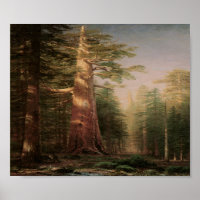 Big Pine Tree Vintage Art Print Poster
