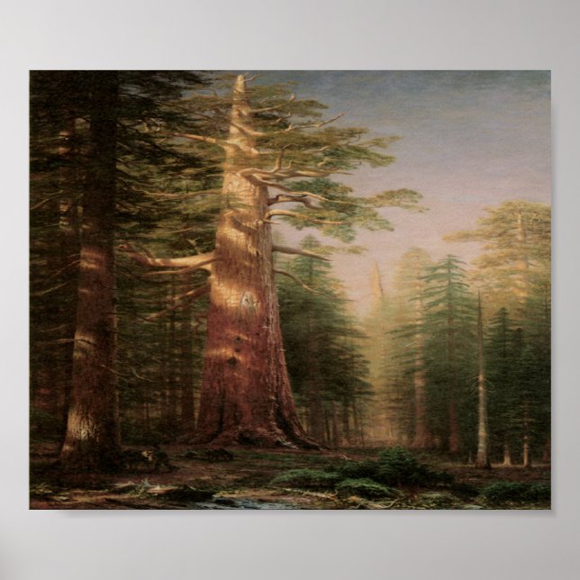Big Pine Tree Vintage Art Print Poster (Front)