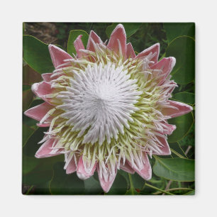 Big Pink and White Flower Nature Photo Magnet