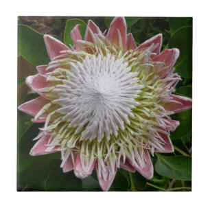 Big Pink and White Flower Nature Photo Tile