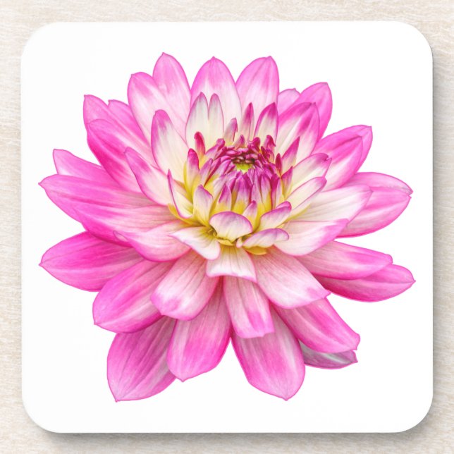 Big Pink Dahlia Coaster (Front)