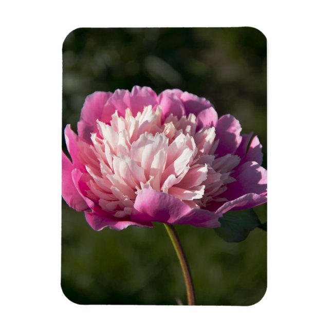 Big pink peony flowers in spring day   magnet (Vertical)