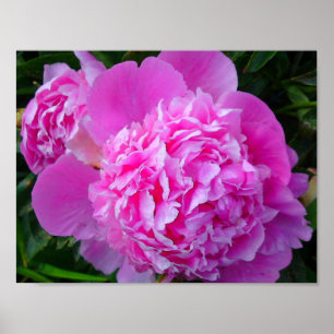 Big Pink Peony Poster