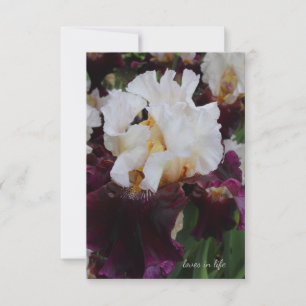 Big Purple & White Iris Card