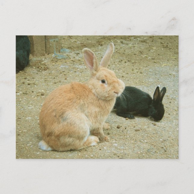 Big Red Bunny Postcard (Front)