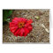 Big Red Flower Card