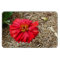 Big Red Flower Magnet