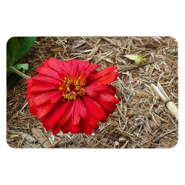 Big Red Flower Magnet (Horizontal)
