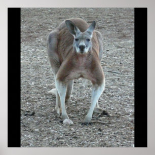 Big Red Kangaroo Print