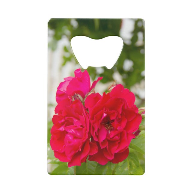 Big red roses in the garden    (Front)