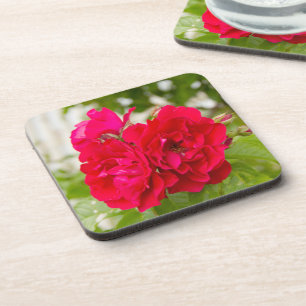 Big red roses in the garden  coaster
