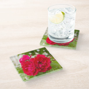 Big red roses in the garden glass coaster