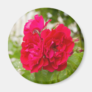 Big red roses in the garden magnet