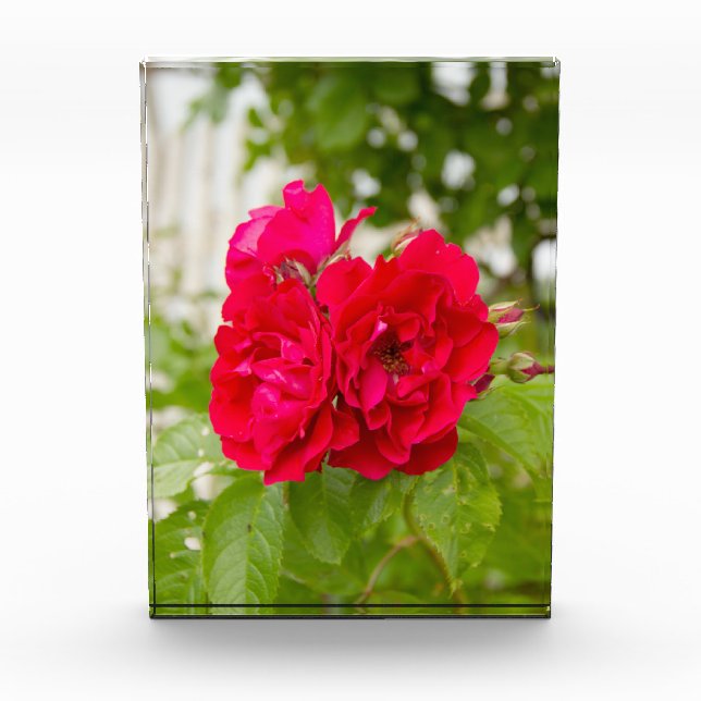 Big red roses in the garden p photo block (Front)