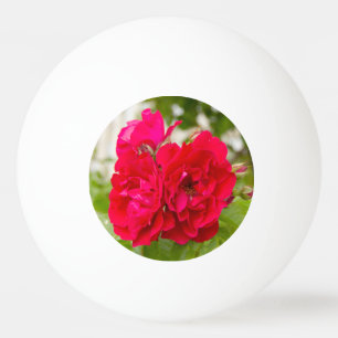 Big red roses in the garden ping pong ball