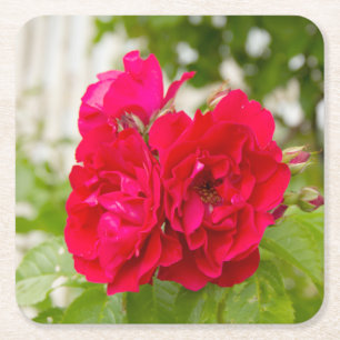 Big red roses in the garden square paper coaster