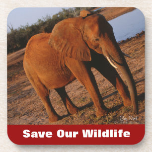 Big Red Save Our Wildlife Coaster