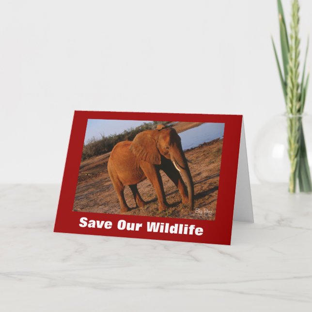 Big Red Save Our Wildlife Greeting Card (Front)