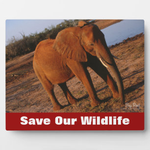 Big Red Save Our Wildlife Plaque