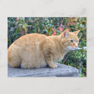 Big Red Tabby Postcard