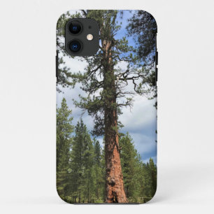 Big Red Tree, La Pine, OR iPhone 11 Case