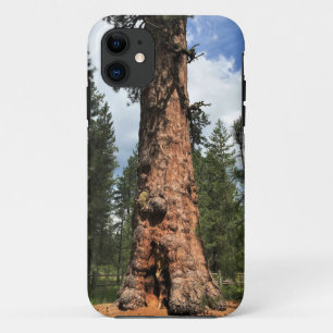 Big Red Tree, La Pine, OR iPhone 11 Case