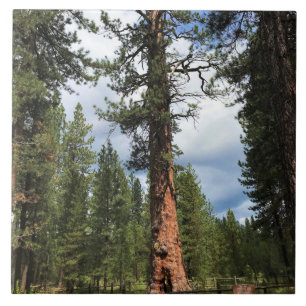 Big Red Tree, La Pine, OR Ceramic Tile