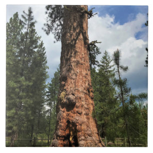 Big Red Tree, La Pine, OR Ceramic Tile